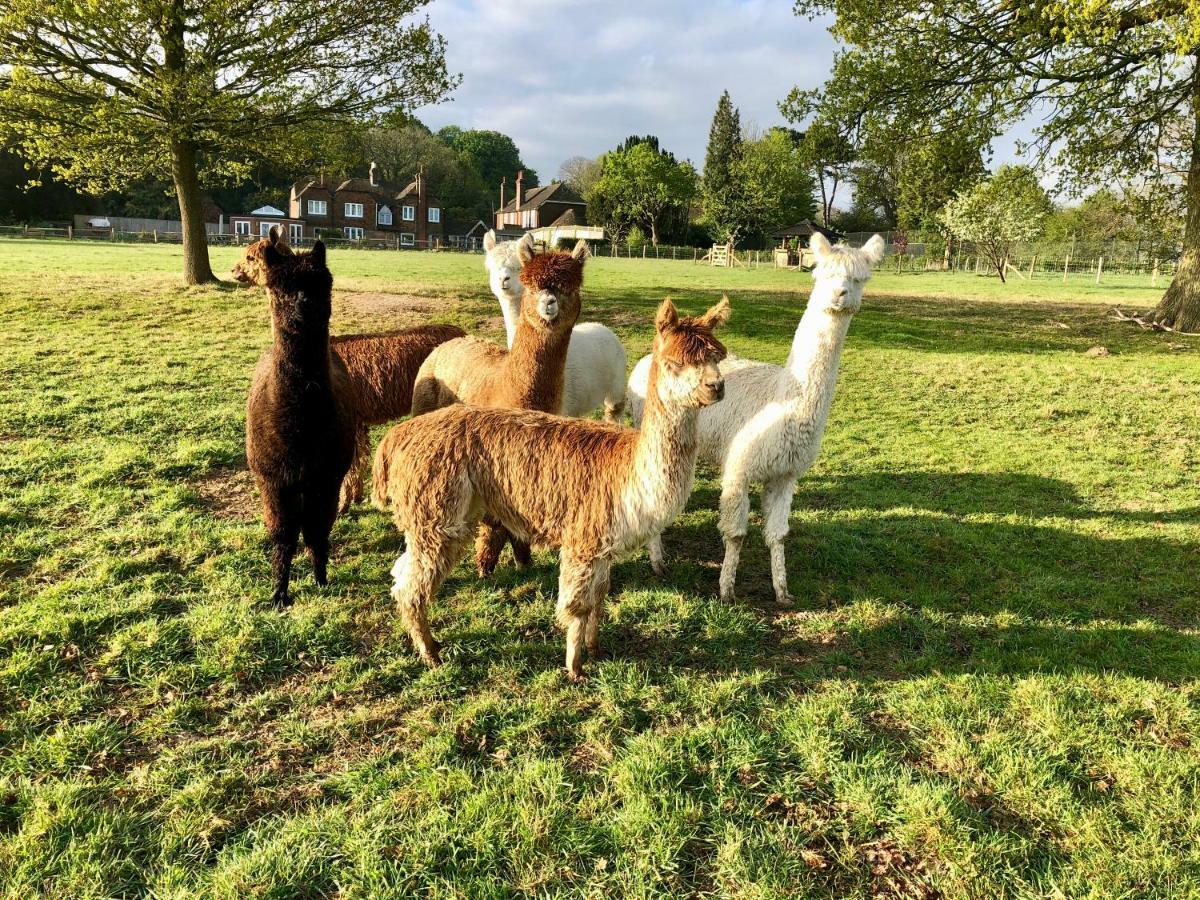 Bewl Rookery B&B Wadhurst Zewnętrze zdjęcie